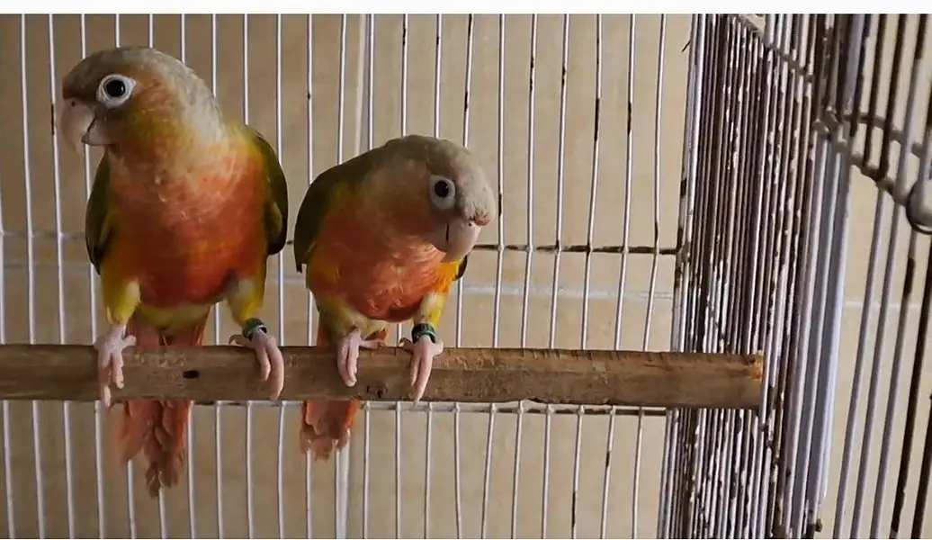 pineapple conure pairs and females — photo 3