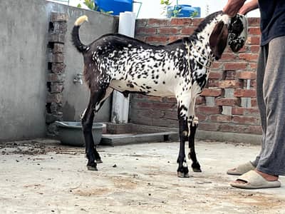 makkhi CHINI Bakra