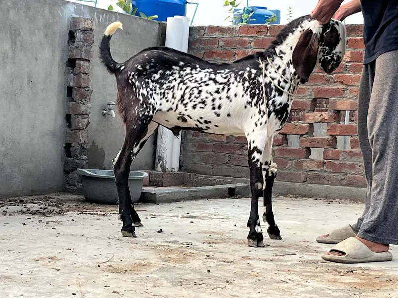 makkhi CHINI Bakra
