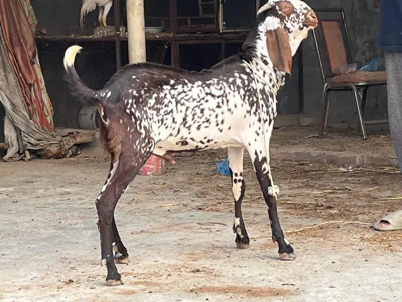 makkhi CHINI Bakra — photo 2