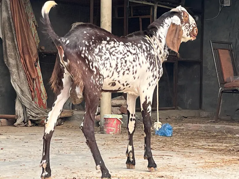 makkhi CHINI Bakra — photo 3