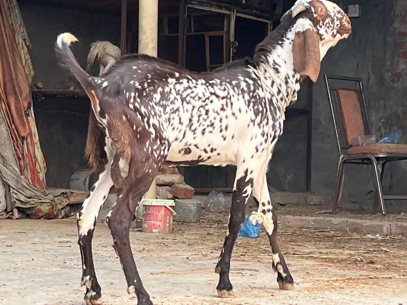 makkhi CHINI Bakra — photo 4