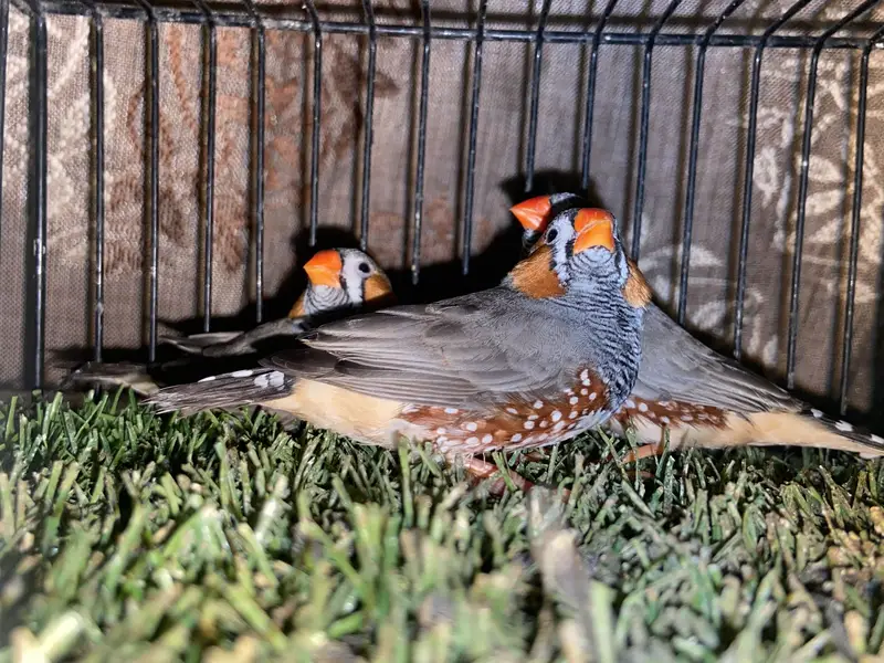 ORENGE MUTATION EXIBITION FINCH TOP SIZE TRIO — photo 2