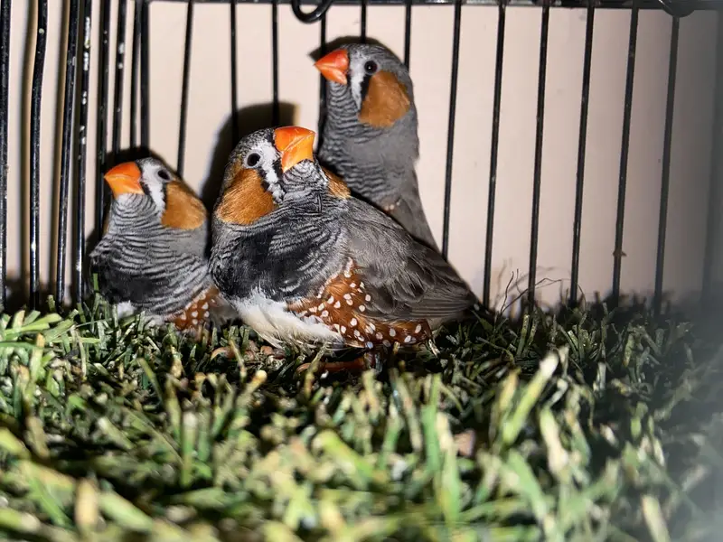 ORENGE MUTATION EXIBITION FINCH TOP SIZE TRIO — photo 3