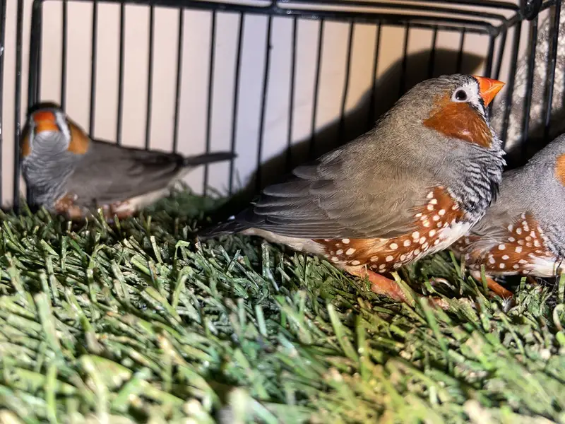 ORENGE MUTATION EXIBITION FINCH TOP SIZE TRIO — photo 4