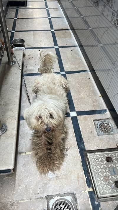 Dog for sale