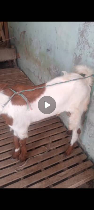 bakra