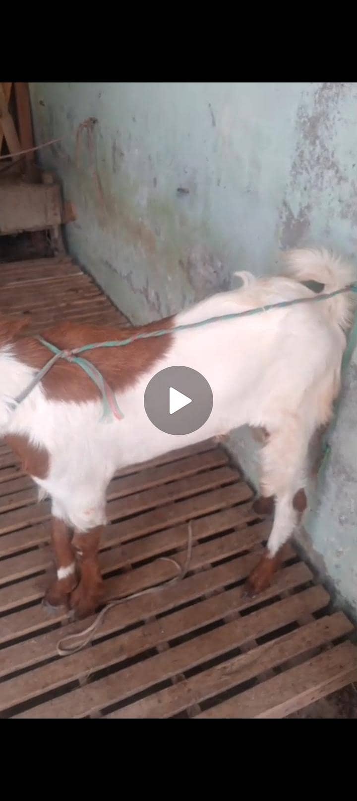 bakra 0