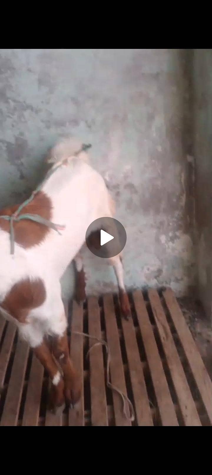 bakra 1