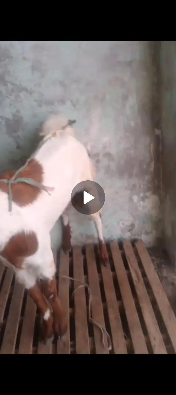 bakra — photo 2