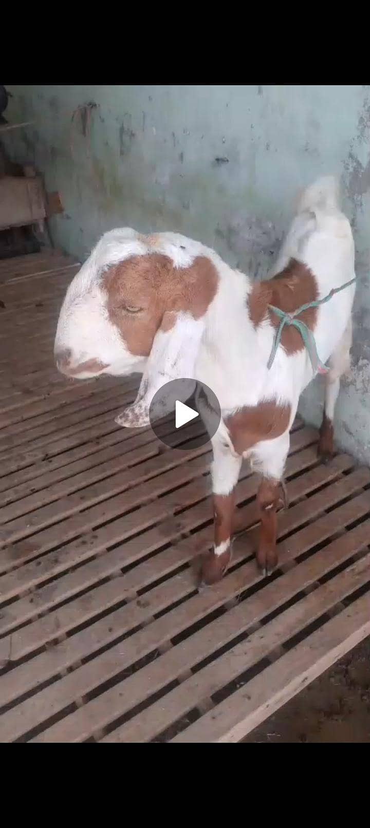 bakra 2