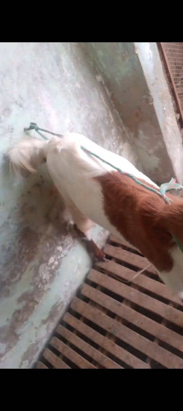 bakra 3