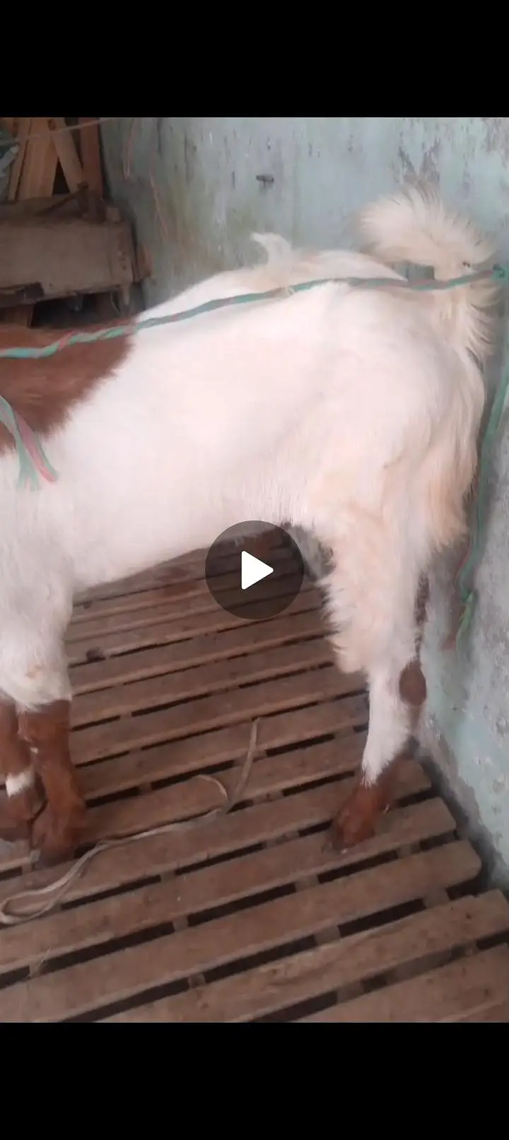 bakra — photo 5