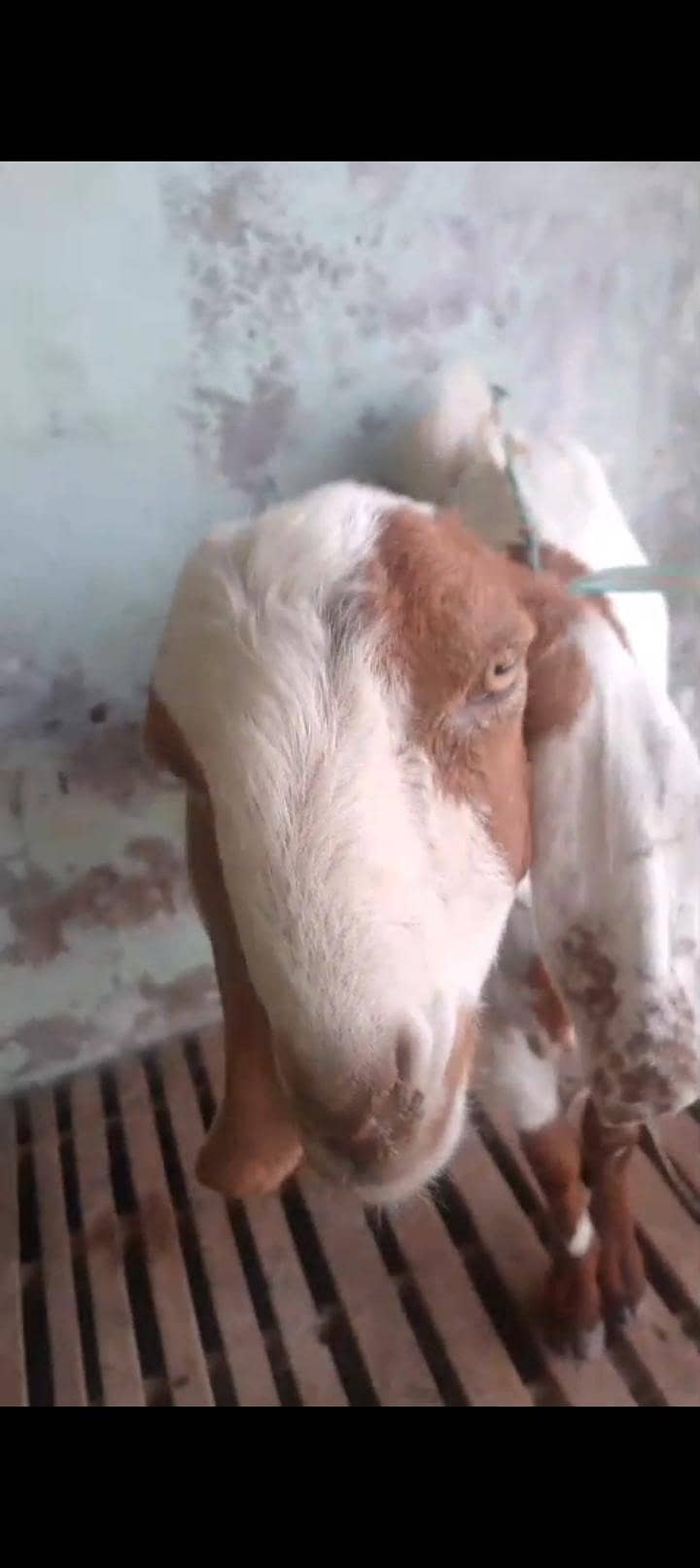 bakra 6