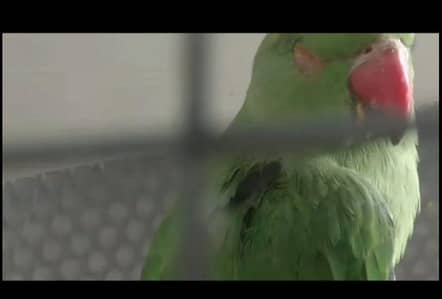 Green Parrots