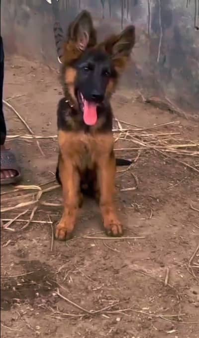 German shepherd male