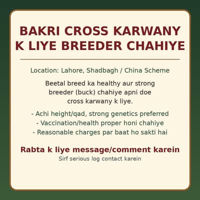Breader Chahey Bakri Cross Karwany Ky lia