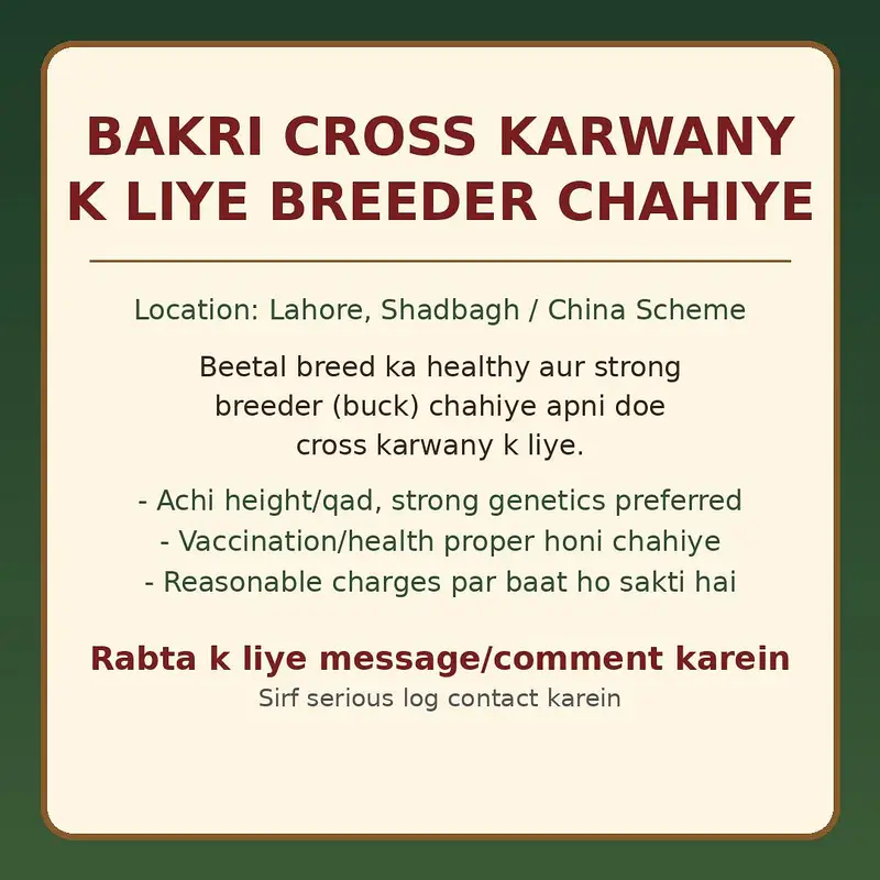 Breader Chahey Bakri Cross Karwany Ky lia