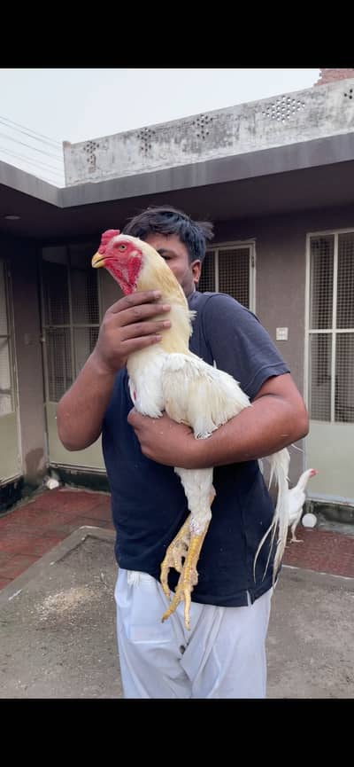 Pure German paper white o shamo breeder
