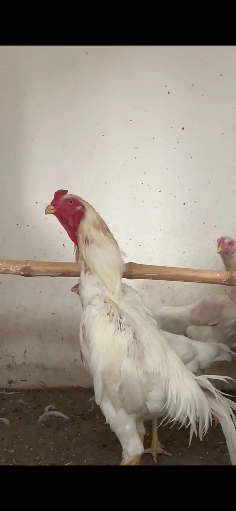 Pure German paper white o shamo breeder — photo 3