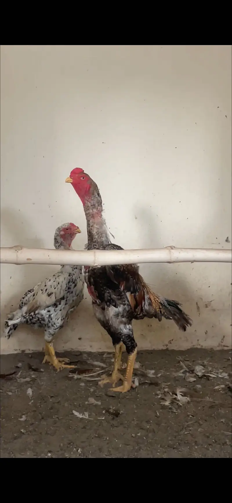 Pure German paper white o shamo breeder — photo 4