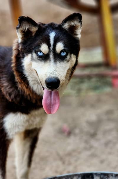 siberian husky