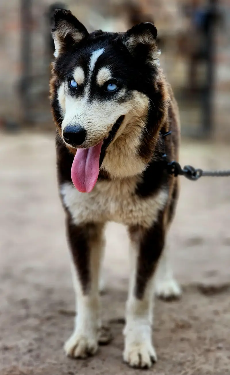 siberian husky — photo 2