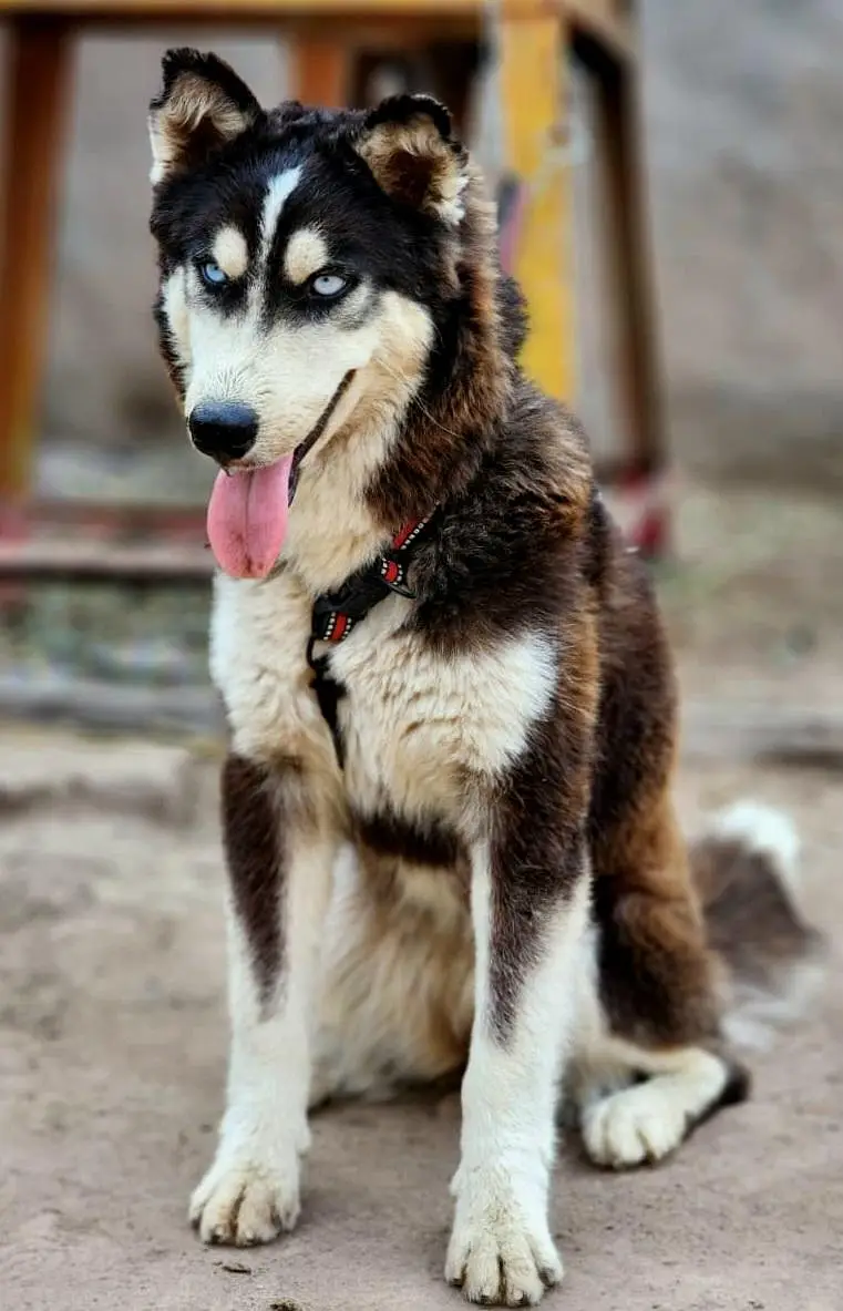 siberian husky — photo 3