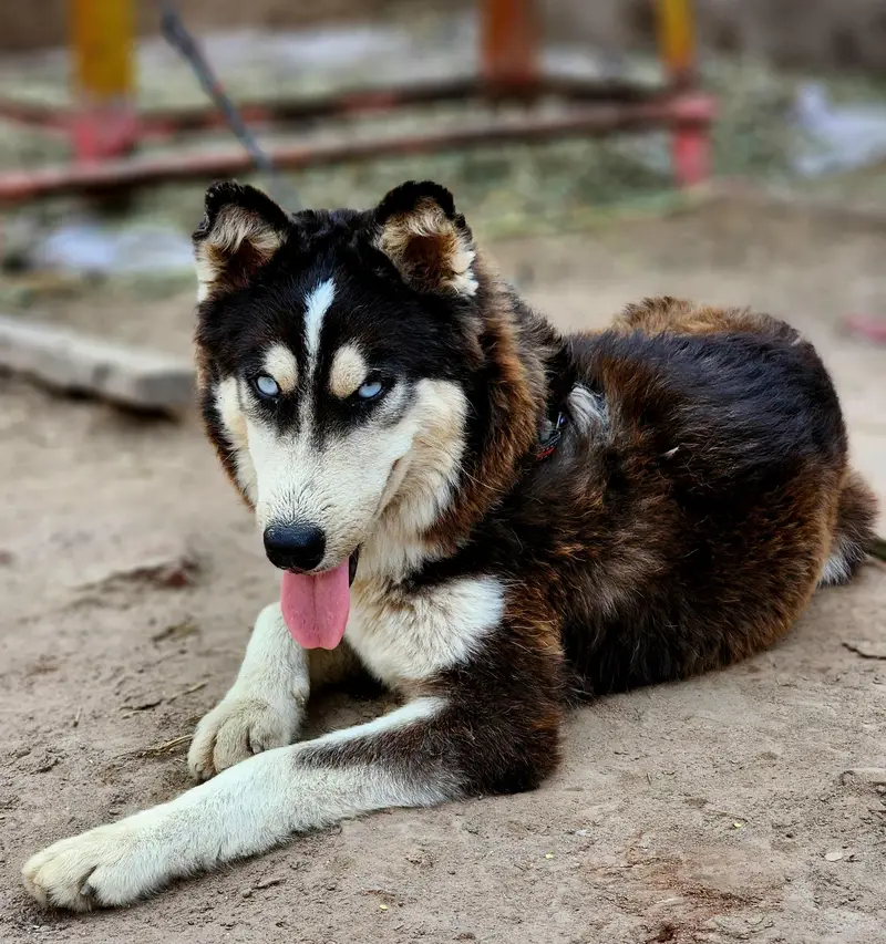 siberian husky — photo 4