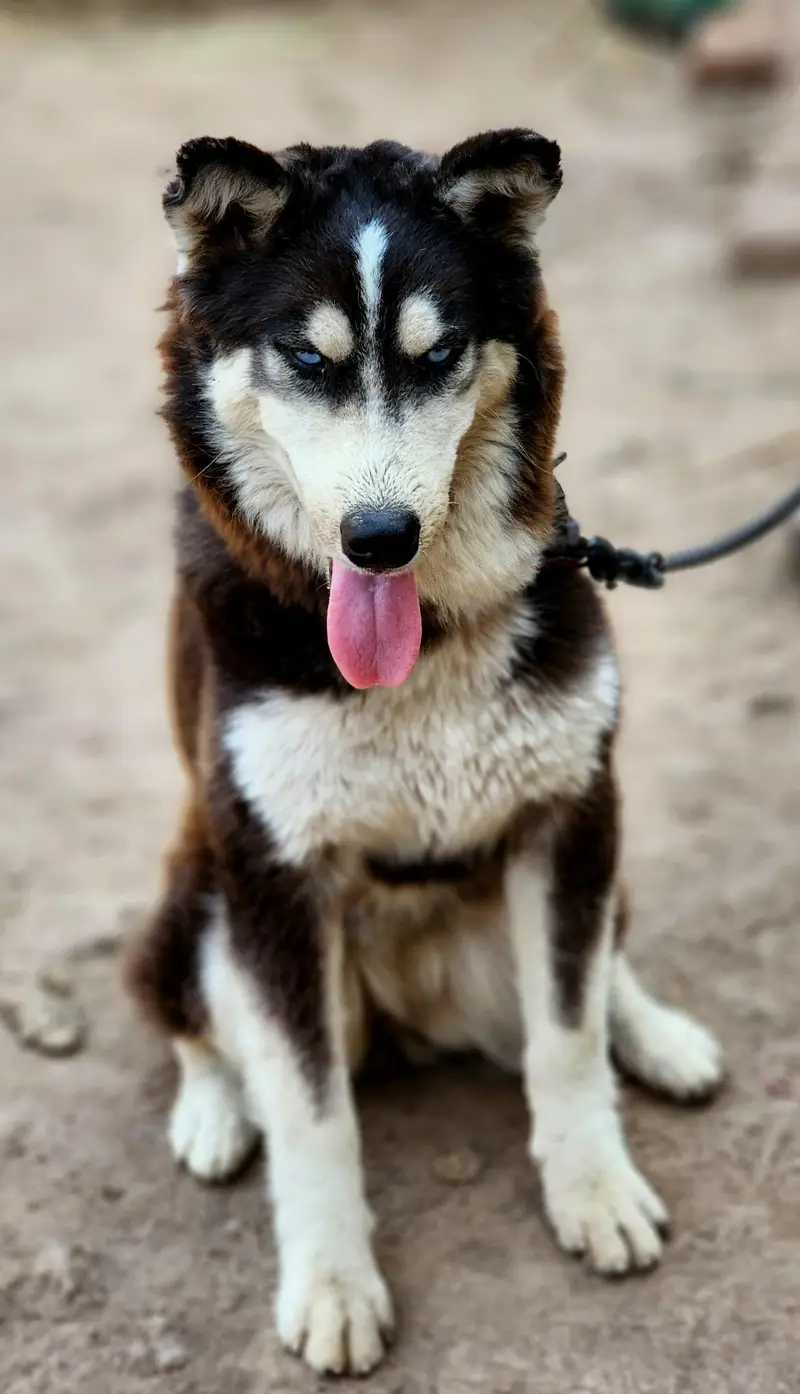 siberian husky — photo 5