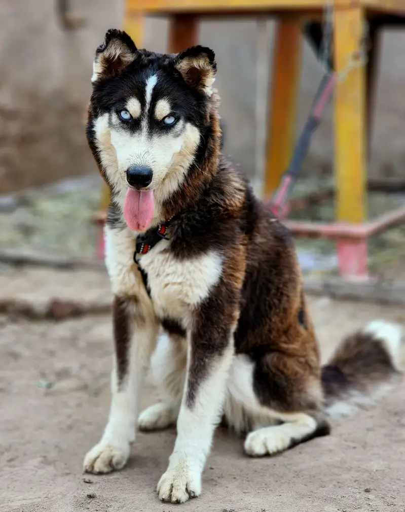 siberian husky — photo 6
