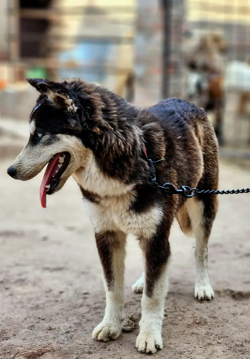 siberian husky — photo 7