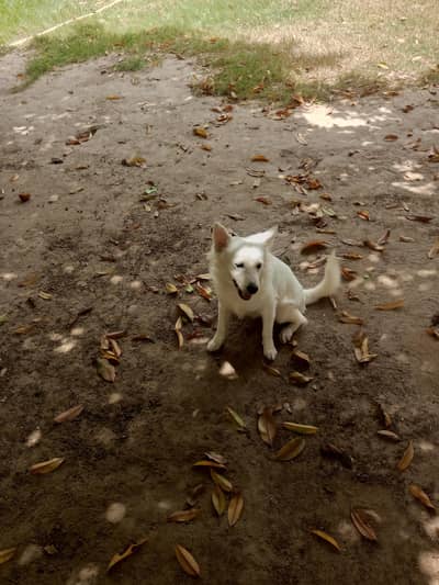 Russian Female Dog