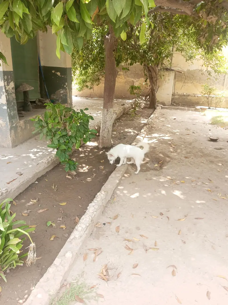 Russian Female Dog — photo 2