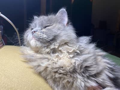 Persian cat For sale full active + cute