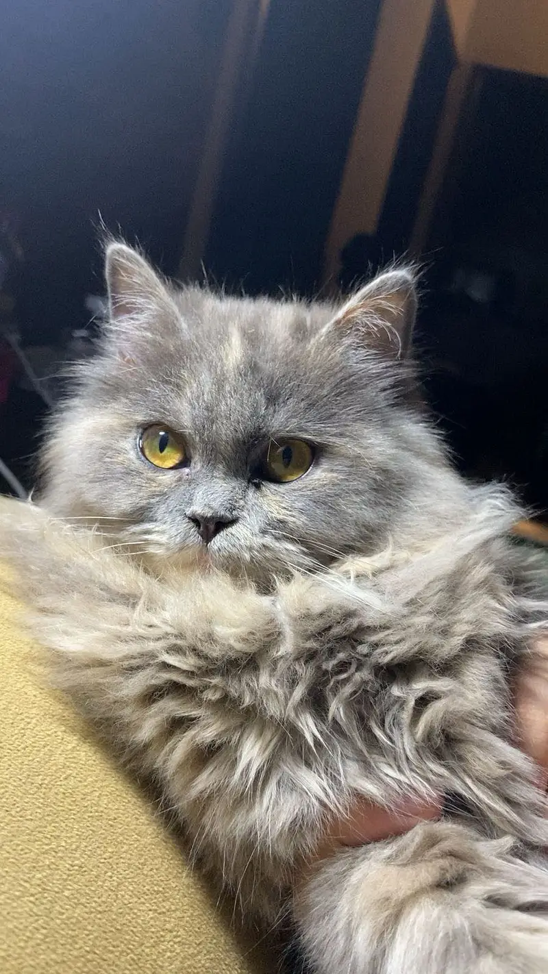Persian cat For sale full active + cute — photo 2