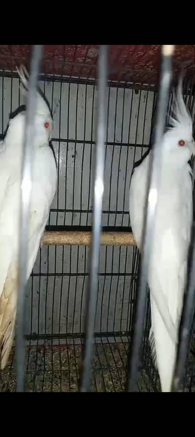 v paid cocktail and ino cocktail breeder pairs with ages available