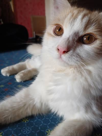 male kitten named Laddoo