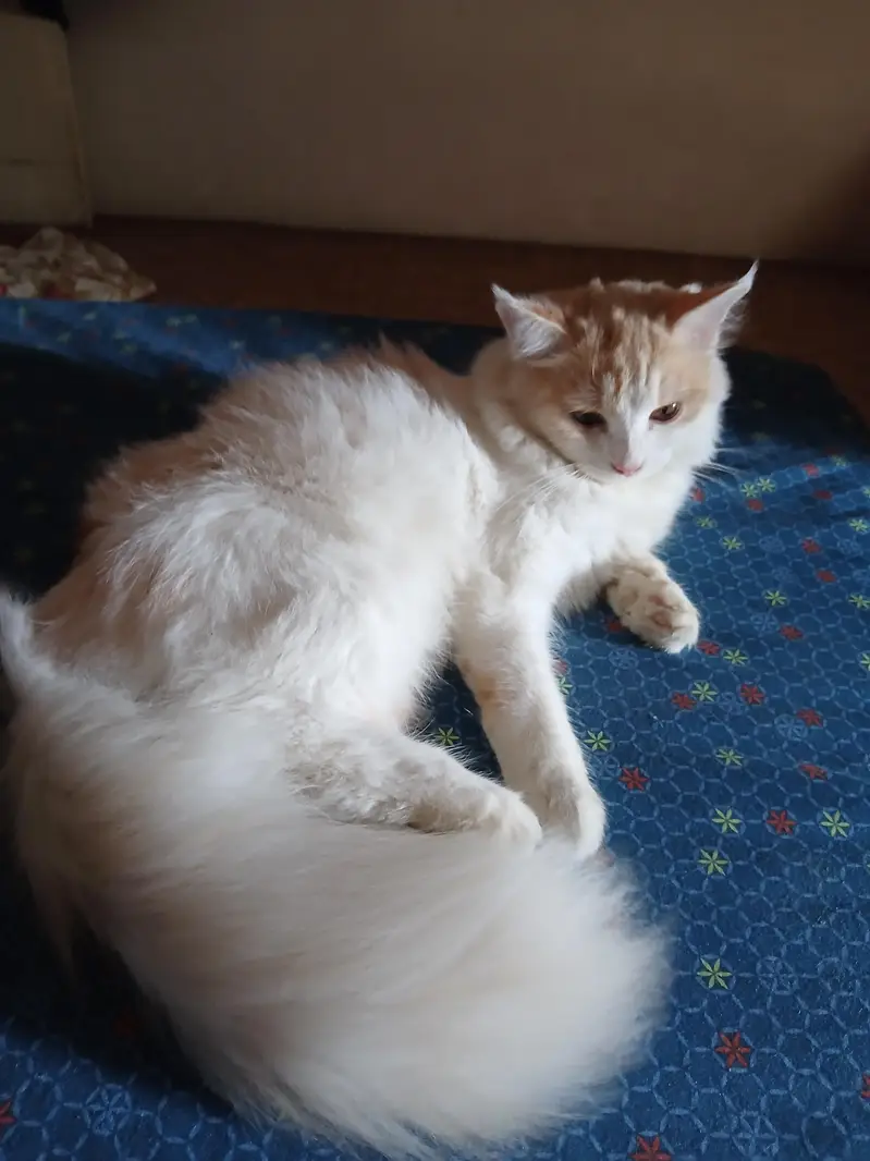 male kitten named Laddoo — photo 2