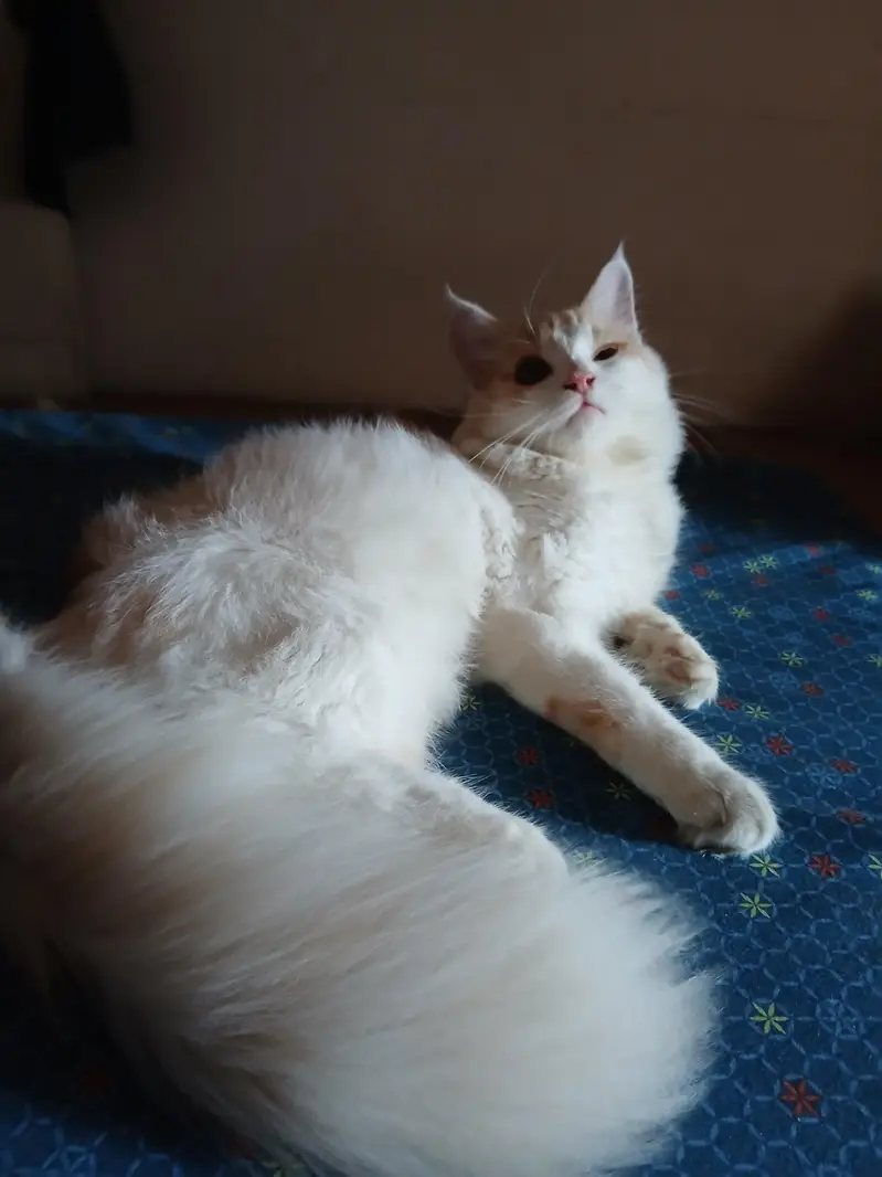 male kitten named Laddoo — photo 3