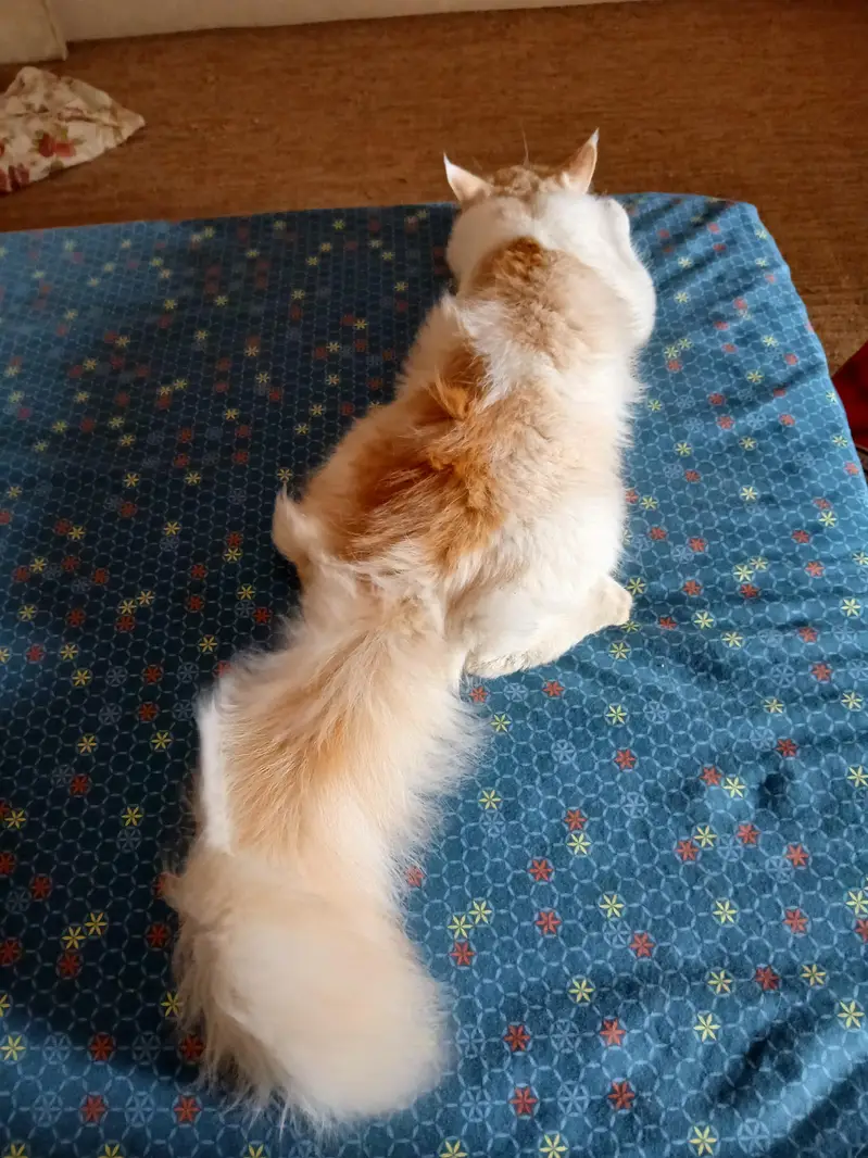 male kitten named Laddoo — photo 4