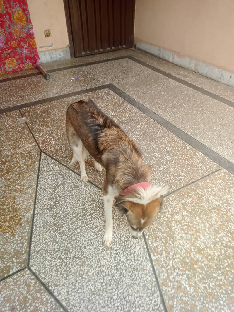 Frendly & active dog 0