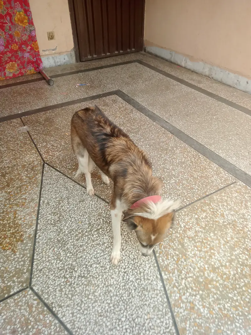 Frendly & active dog