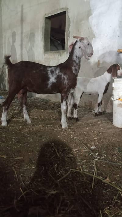 tapri bakri with female kid