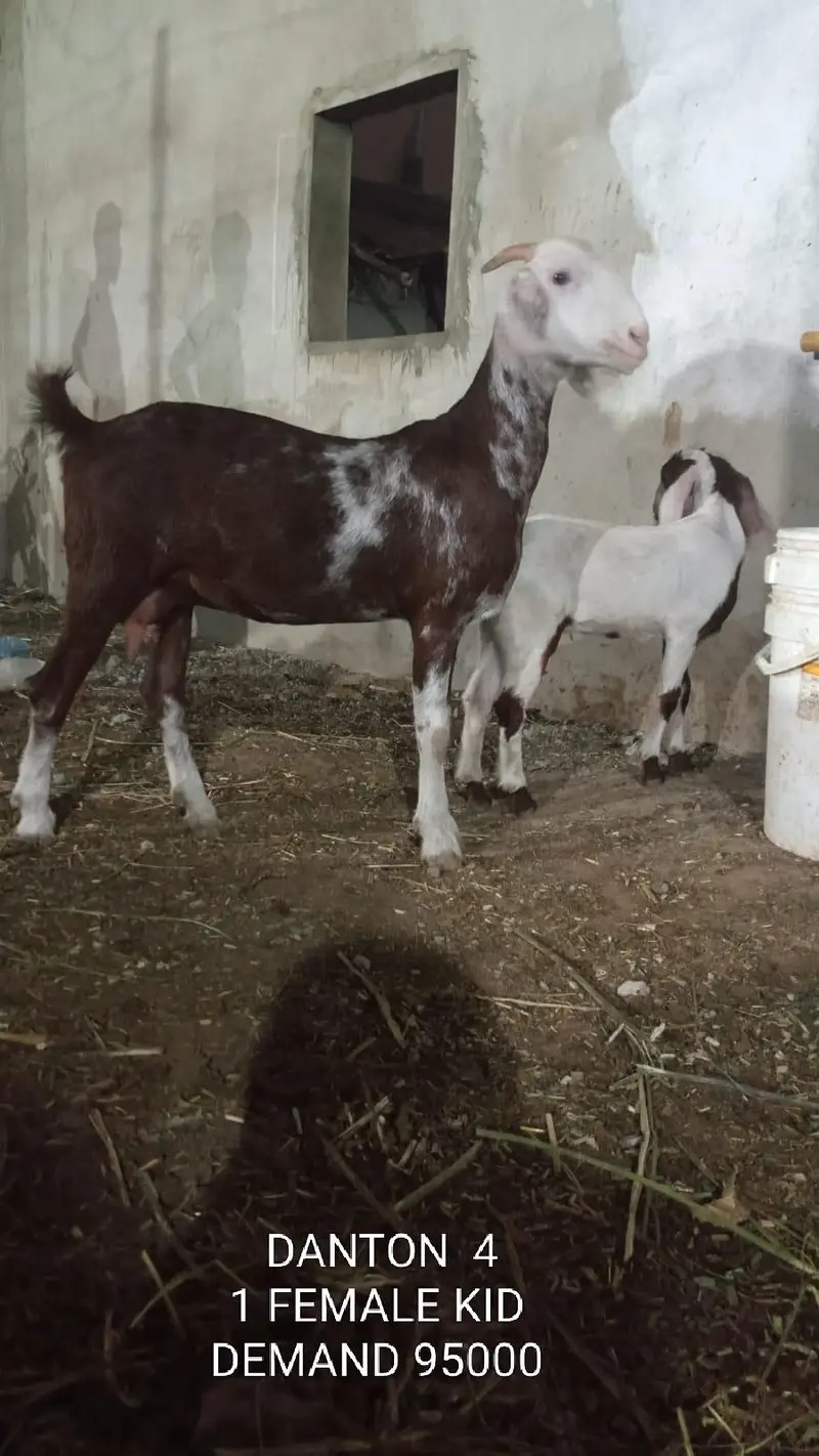 tapri bakri with female kid — photo 2
