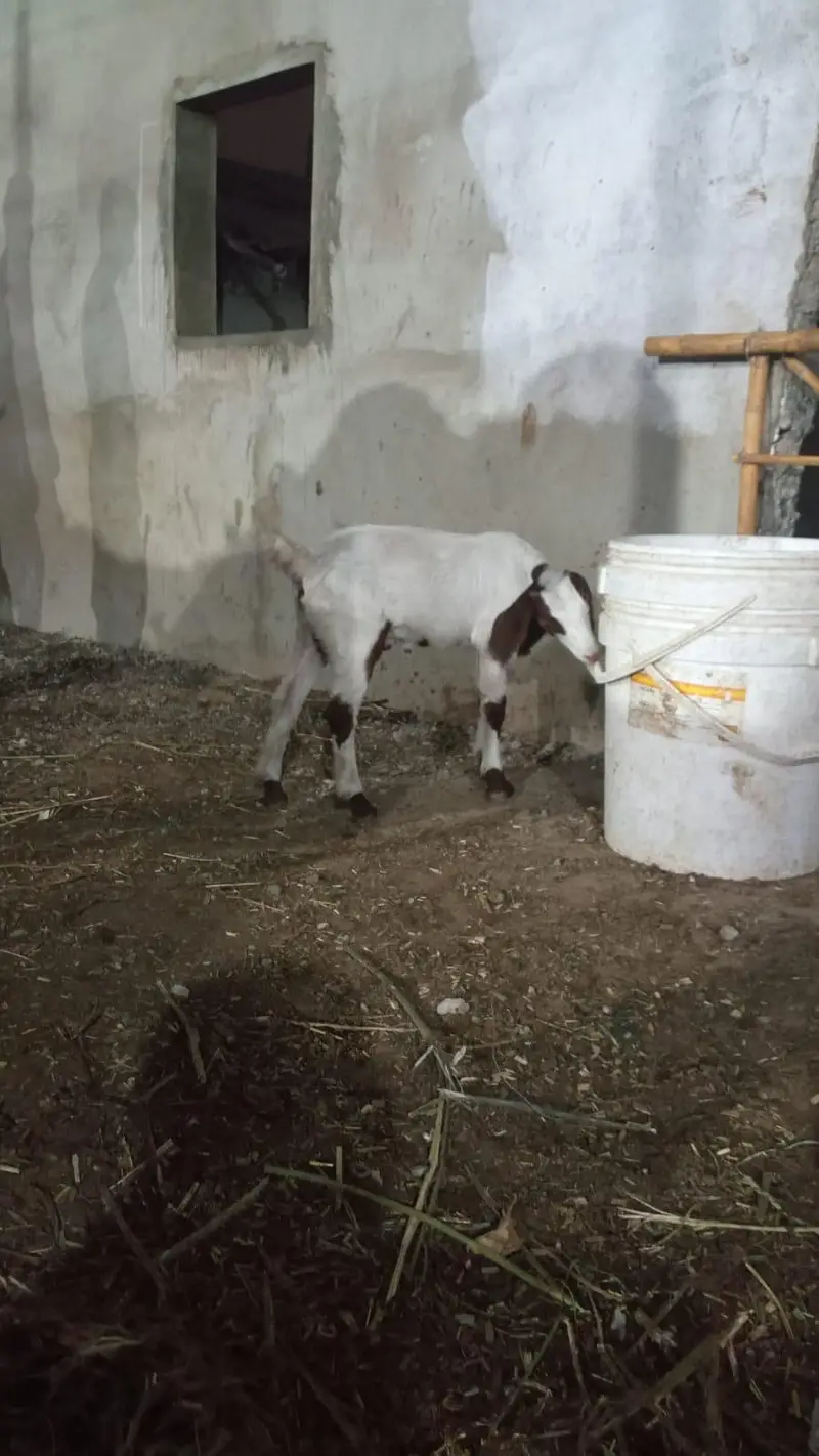 tapri bakri with female kid — photo 3