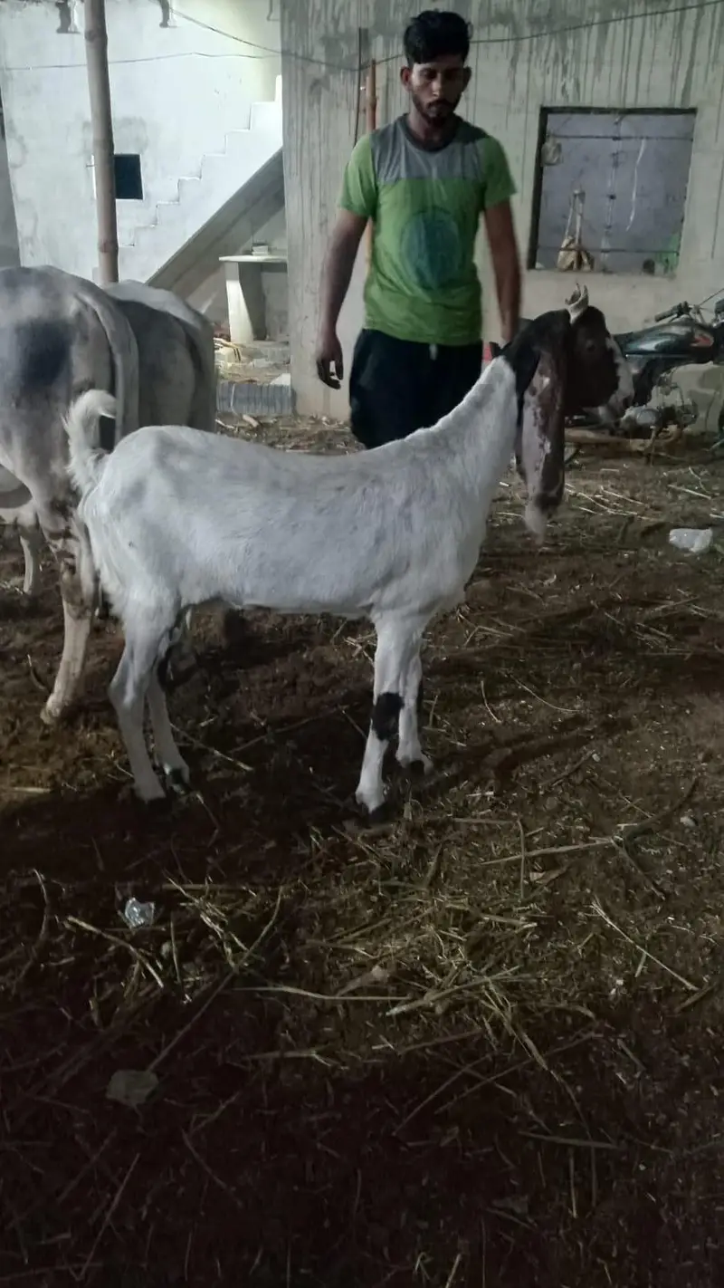 tapri bakri with female kid — photo 5