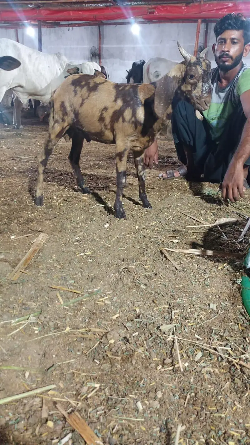 tapri bakri with female kid — photo 6