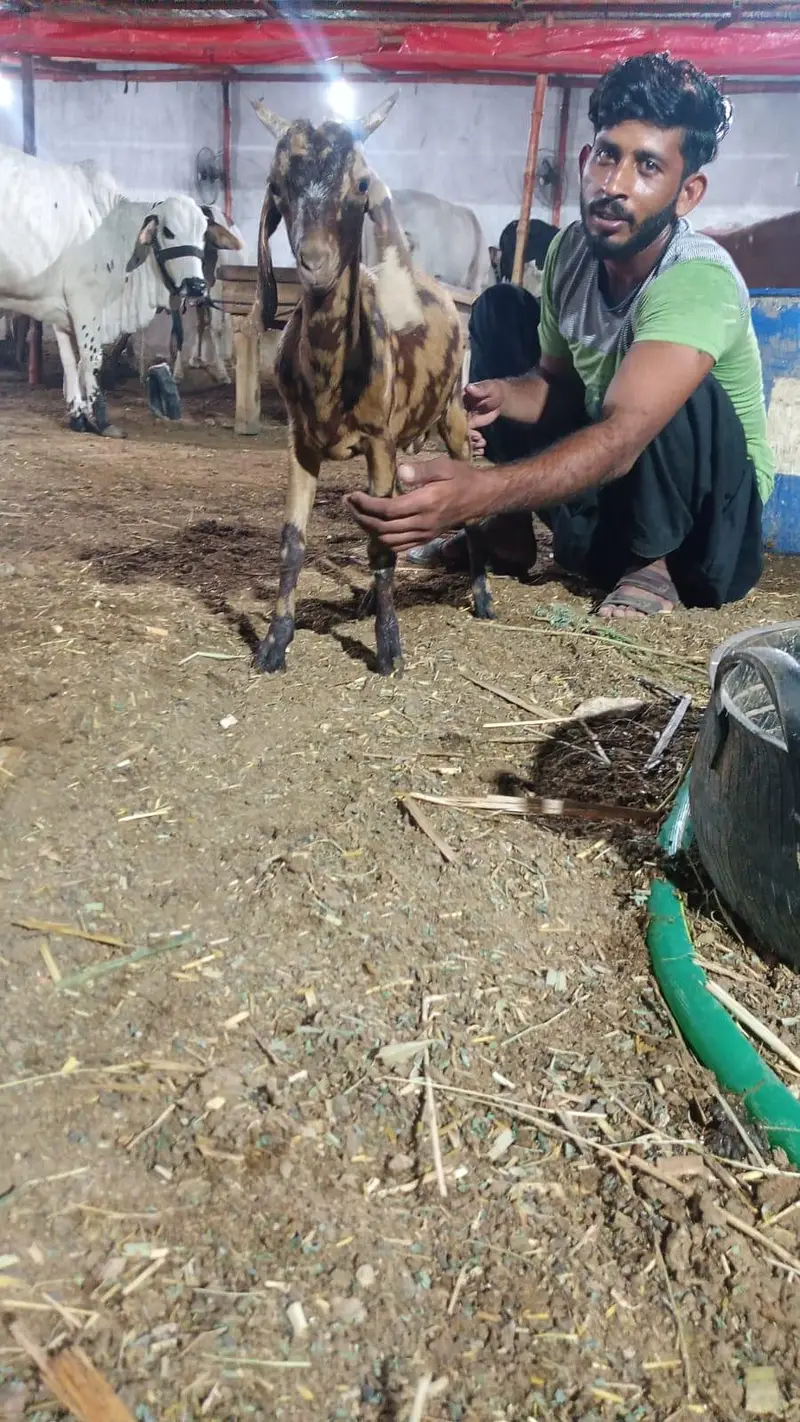 tapri bakri with female kid — photo 7