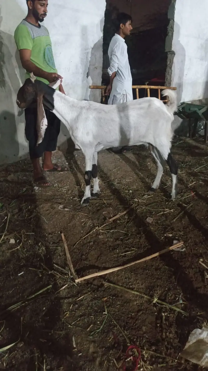 tapri bakri with female kid — photo 8